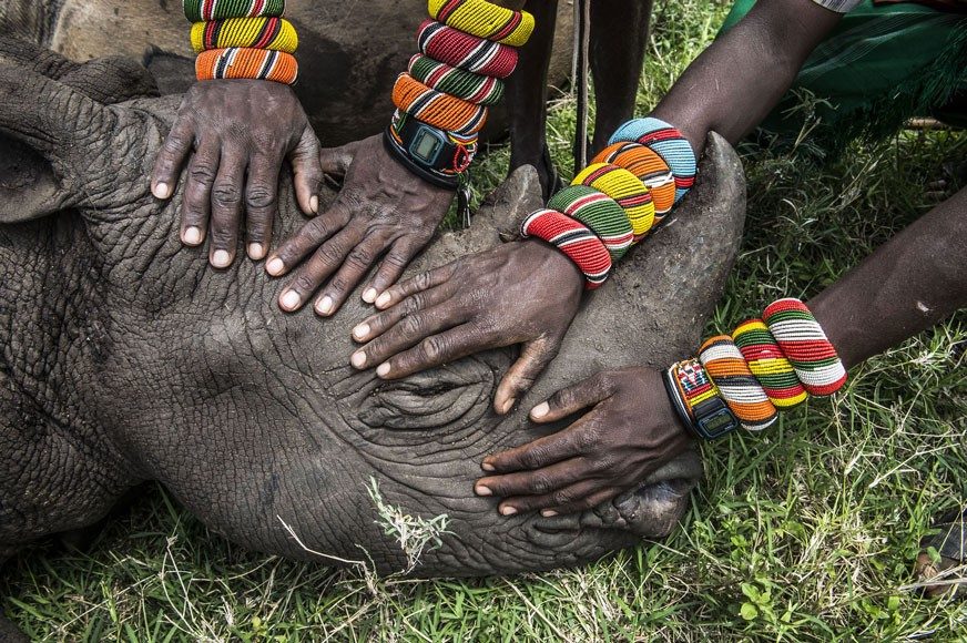 Secondo premio Natura, Foto singole
Ami Vitale, Stati Uniti, National Geographic
Lewa Downs, Kenya del Nord